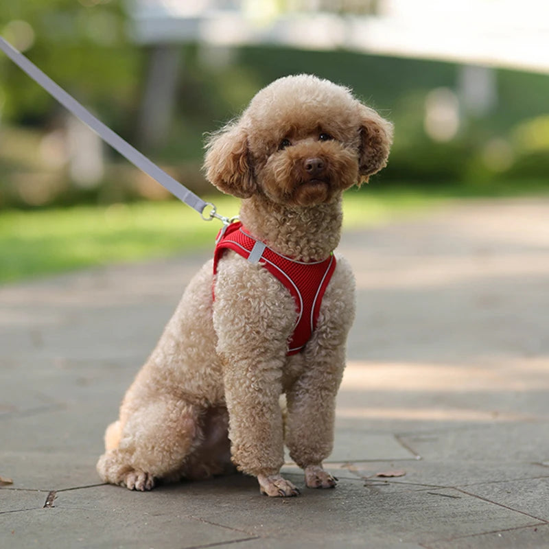 Adjustable Dog Harness & Leash Set for Small Dogs